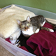 Illustration for article titled Temporary home for kitty in Sacramento/bay area....area...